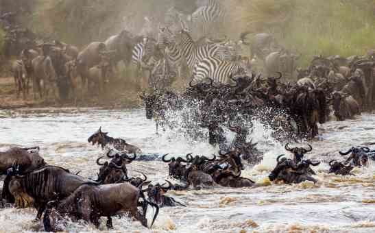 The Masai Mara Migration in Kenya and Other Animals You Can See