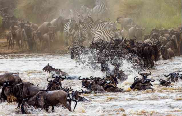 Masai Mara migration
