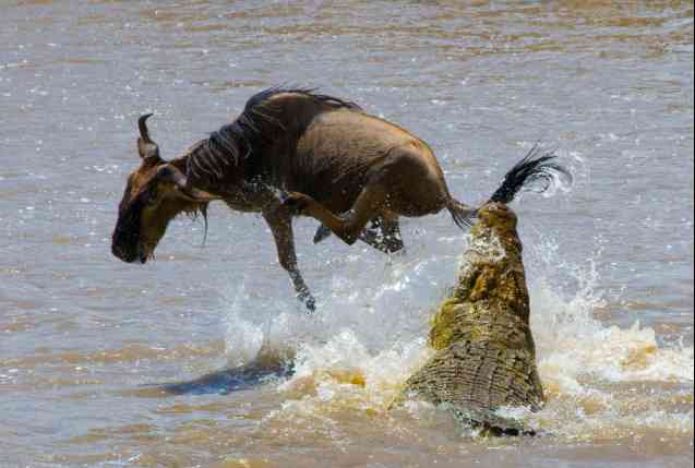 Masai Mara safari wildebeest croc