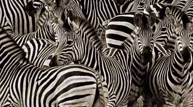 Chobe zebras Botswana