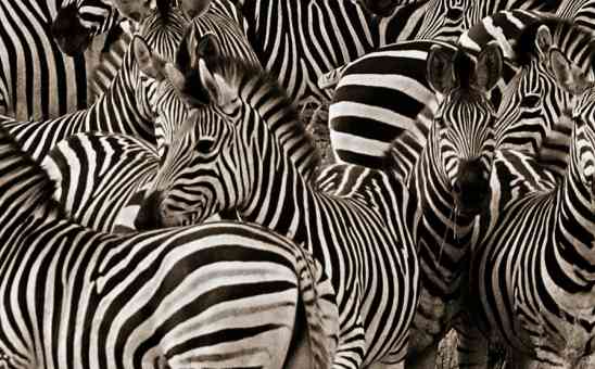 Botswana’s Zebra Migration – Africa’s Longest Mammal Journey