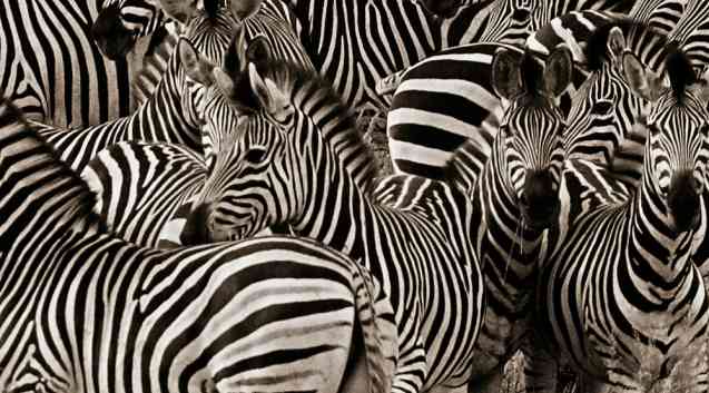 Chobe zebras Botswana