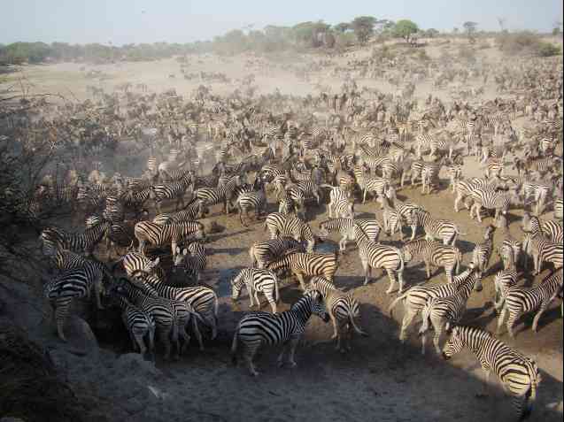 Zebra migration in Botswana