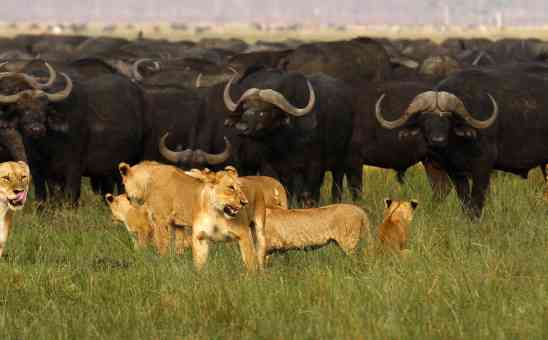 Lions in Africa: tips for your African lion safari and all about these African big cats