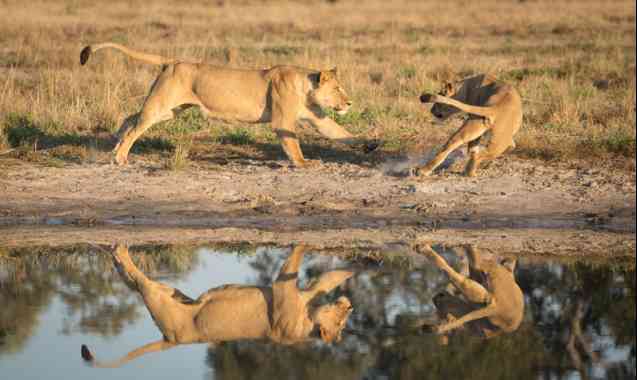 African lions safari in Savuti, Botswana