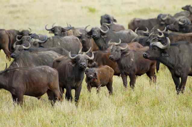 Serengeti buffalo herds