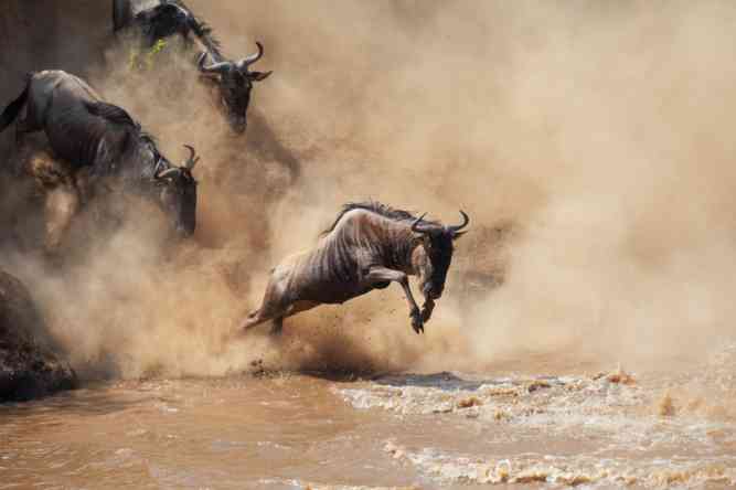 Wildebeest river crossing