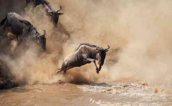 The Serengeti Migration in Tanzania, Explained