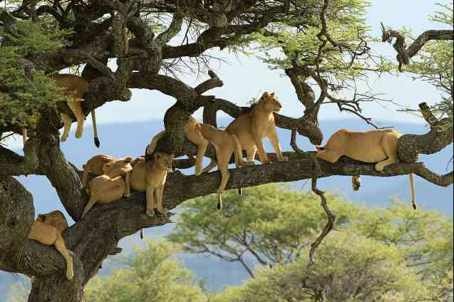 Serengeti tree climbing lions