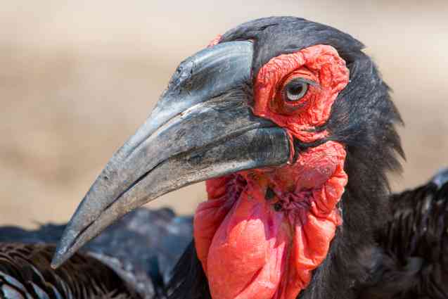 Southern ground hornbill in the Serengeti