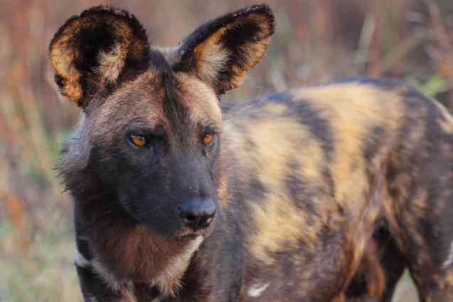 Wild dog or African painted wolf