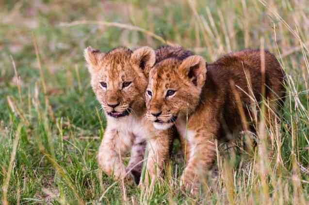Tazania safari lions