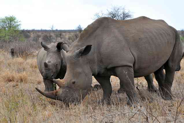 Rhino and calf