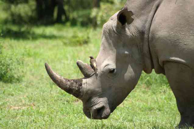 Matopos rhino
