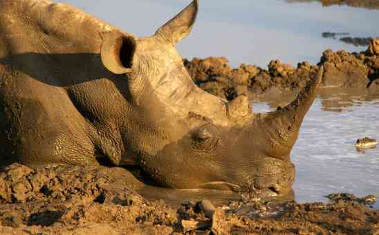 African Parks buys the worlds largest white rhino collection to set them free in Africa