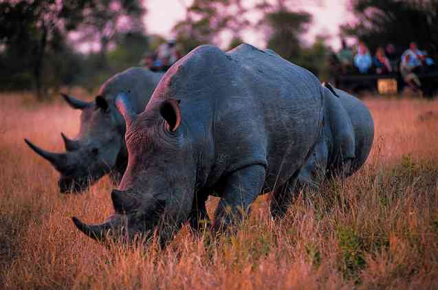 African rhinos