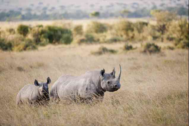 Rhinos in Masai Mara Kenya