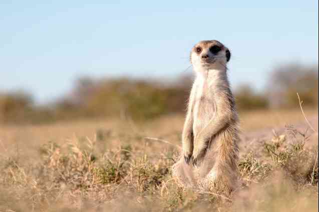 Fun Things to Do in Africa: visit meerkats