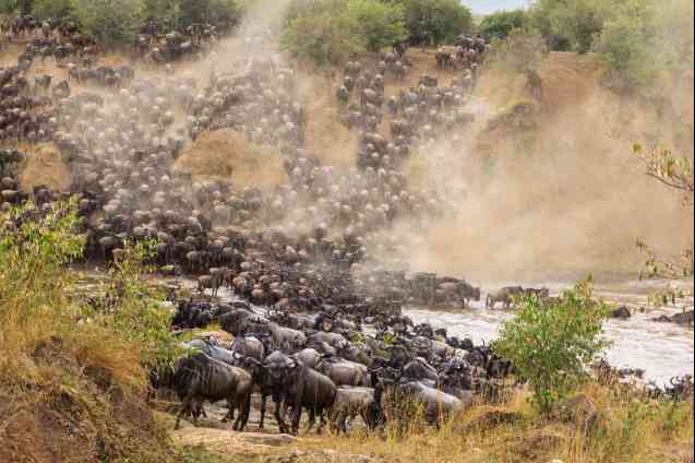 Great migration: Best Things to Do in Africa