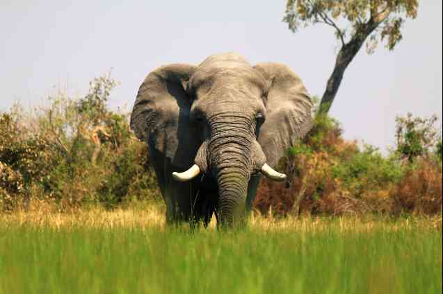 Okavango Delta in Botswana, elephant