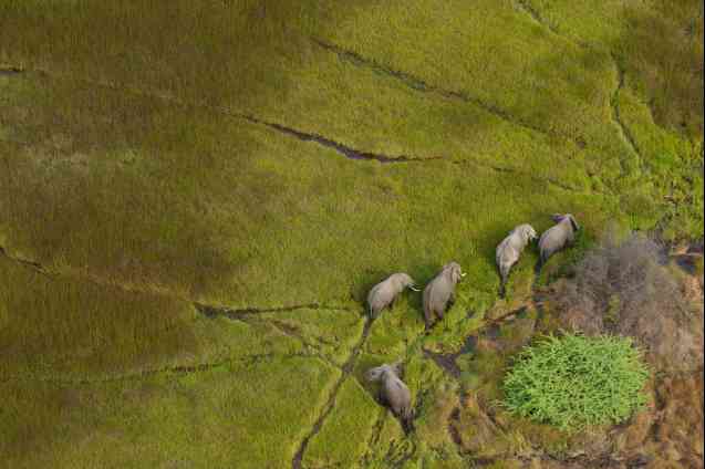 Okavango Delta elephants aerial