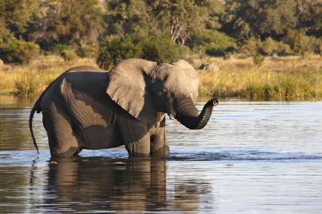 Okavango Delta safari elephant