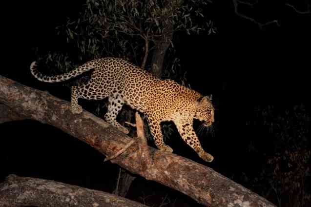 Sabi Sands Leopard