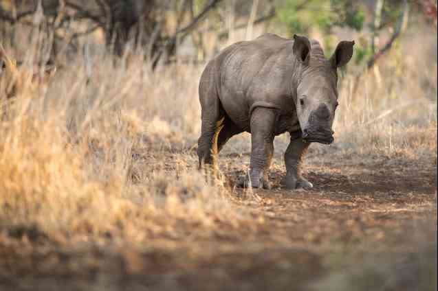 Rhino in Hluhluwe-iMfolozi Game Reserve