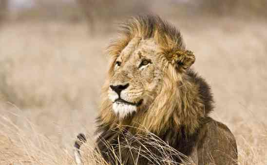 Best Big 5 Safari in South Africa: Where to See the Big 5 Animals in SA