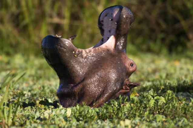 Hippo 