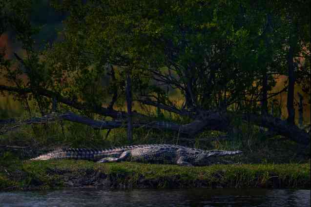 The Nile crocodile Moremi