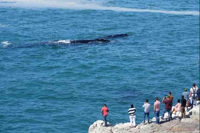 Whale watching Hermanus