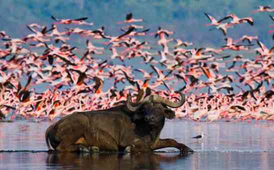 The Best African Wetlands, Lakes & Estuaries to Visit