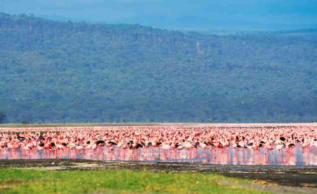 Lake Nakuru flamingos