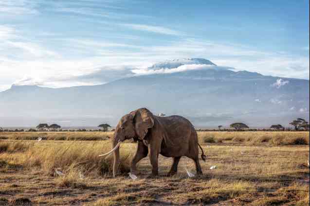 Amboseli elephant, Big 5 safari