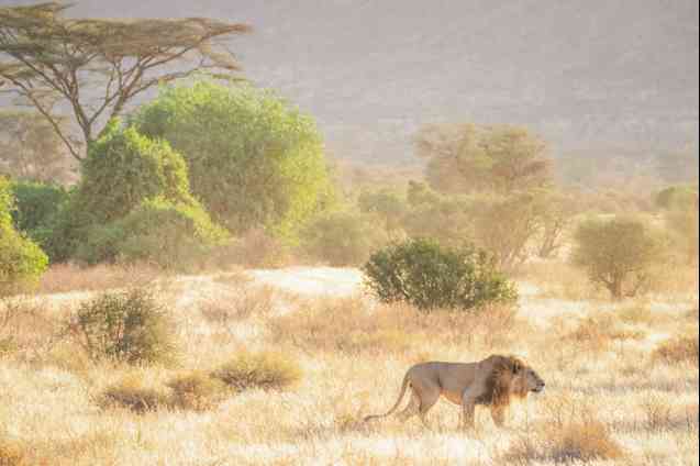 Samburu Big 5 safari Kenya