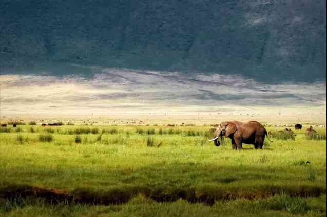 Elephant in Ngorongoro Crater