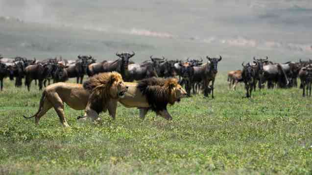 Lions in Ngorongoro Crater