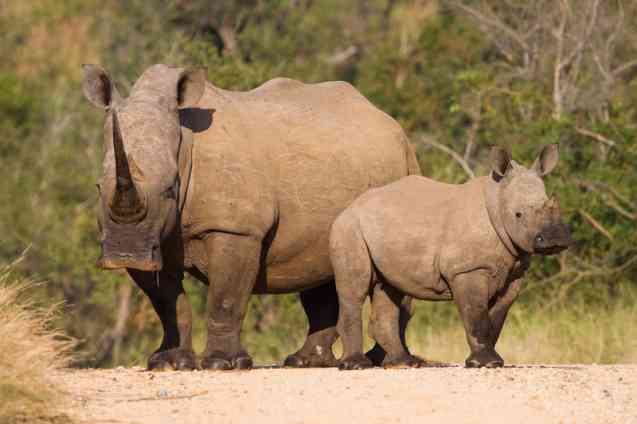 Kruger Big 5 safari rhino