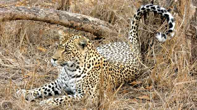 Leopard on Big 5 safari in Africa