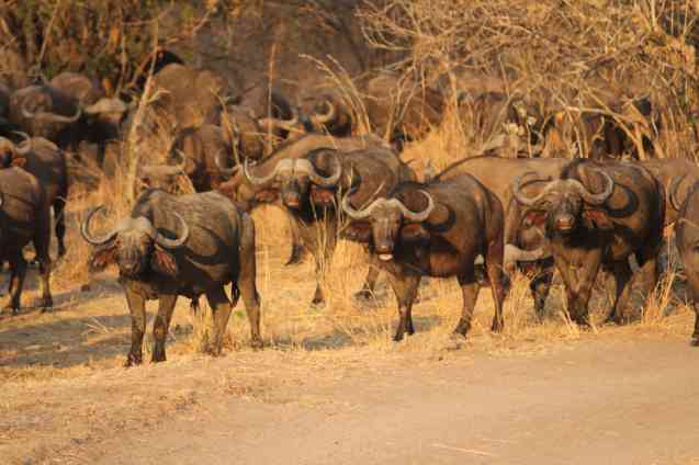 Zambia buffalo, Big 5 safari