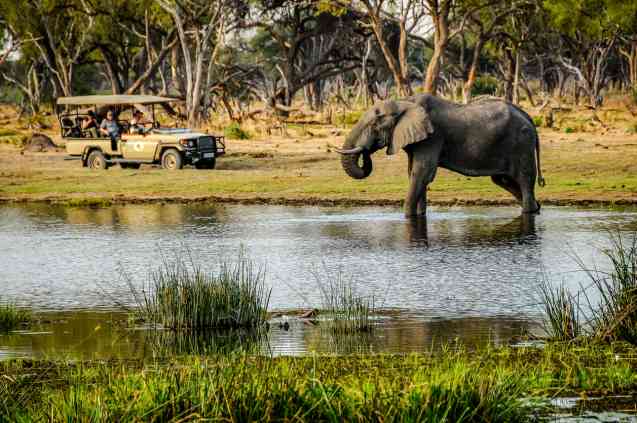 Chobe Big 5 elephants
