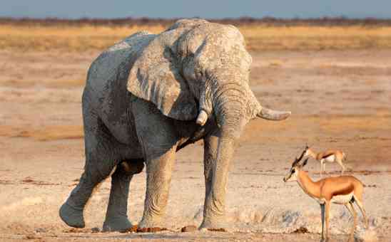 The Most Thrilling African Animals to Encounter: The Big 5 & Beyond