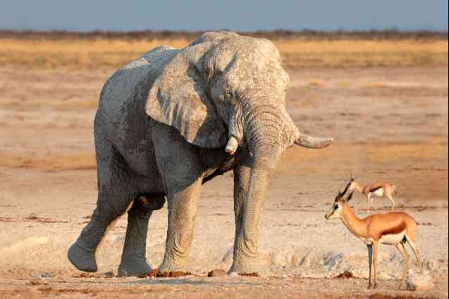 Etosha elephant