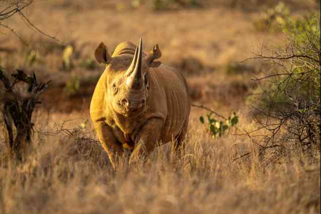 Big 5 Rhino Laikipia, Kenya