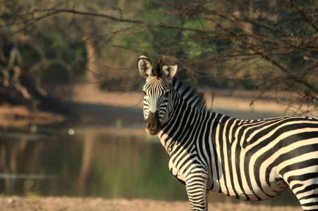 Zebra on Zambia safari