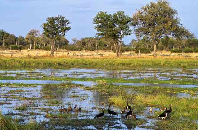 South Luangwa National Park in Zambia