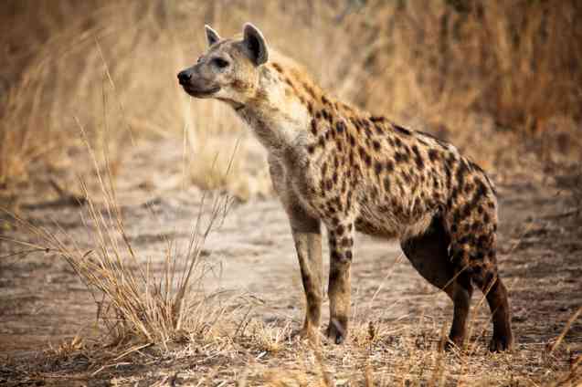 Spotted hyena, walking safari Zambia