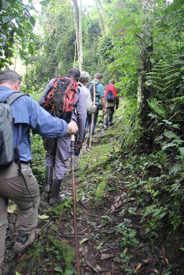 Bwindi gorilla trekking Uganda