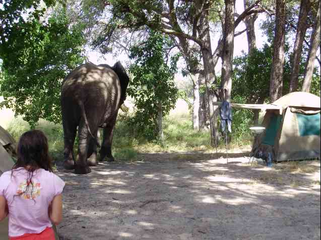 Elephant camp Botswana safari